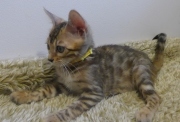 2022-08-10-9-semaines-Tanzanie-chaton-bengal-5