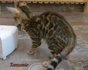 2022-10-11-4-mois-Tanzanie-chaton-bengal-2