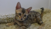 2022-08-10-9-semaines-Togo-chaton-bengal-2