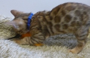 2022-08-10-9-semaines-Togo-chaton-bengal-3