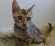 2022-08-10-9-semaines-Togo-chaton-bengal-4