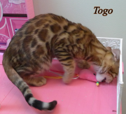 2022-10-11-4-mois-Togo-chaton-bengal-1