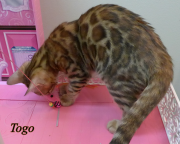 2022-10-11-4-mois-Togo-chaton-bengal-2