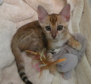 2022-08-10-9-semaines-Tunisie-chaton-bengal-1