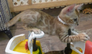 2022-08-10-9-semaines-Tunisie-chaton-bengal-1