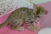 2022-08-10-9-semaines-Tunisie-chaton-bengal-2