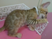 2022-08-10-9-semaines-Tunisie-chaton-bengal-3