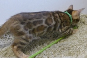 2022-08-10-9-semaines-Zambie-chaton-bengal-1