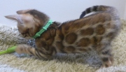 2022-08-10-9-semaines-Zambie-chaton-bengal-2