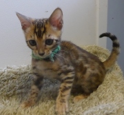 2022-08-10-9-semaines-Zambie-chaton-bengal-3