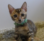 2022-08-10-9-semaines-Zambie-chaton-bengal-4