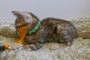 2022-08-10-9-semaines-Zambie-chaton-bengal-5