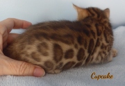 2020-01-24-CupCake-chat-bengal-de-1-mois-1