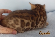 2020-01-24-CupCake-chat-bengal-de-1-mois-3