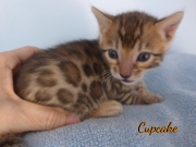 2020-01-24-CupCake-chat-bengal-de-1-mois-5