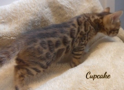 2020-01-31-CupCake-chat-bengal-de-7-semaines-1