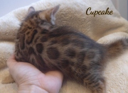 2020-01-31-CupCake-chat-bengal-de-7-semaines-2