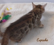 2020-02-08-CupCake-chat-bengal-de-6-semaines-2