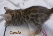 2020-02-08-CupCake-chat-bengal-de-6-semaines-5