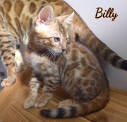 2020-03-06-Cupcake-alias-Billy-chat-bengal-de-10-semaines-1