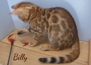 2020-03-19-Cupcake-BILLY-chat-bengal-de-3-mois-1