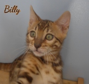 2020-03-19-Cupcake-BILLY-chat-bengal-de-3-mois-2