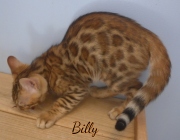 2020-03-19-Cupcake-BILLY-chat-bengal-de-3-mois-3