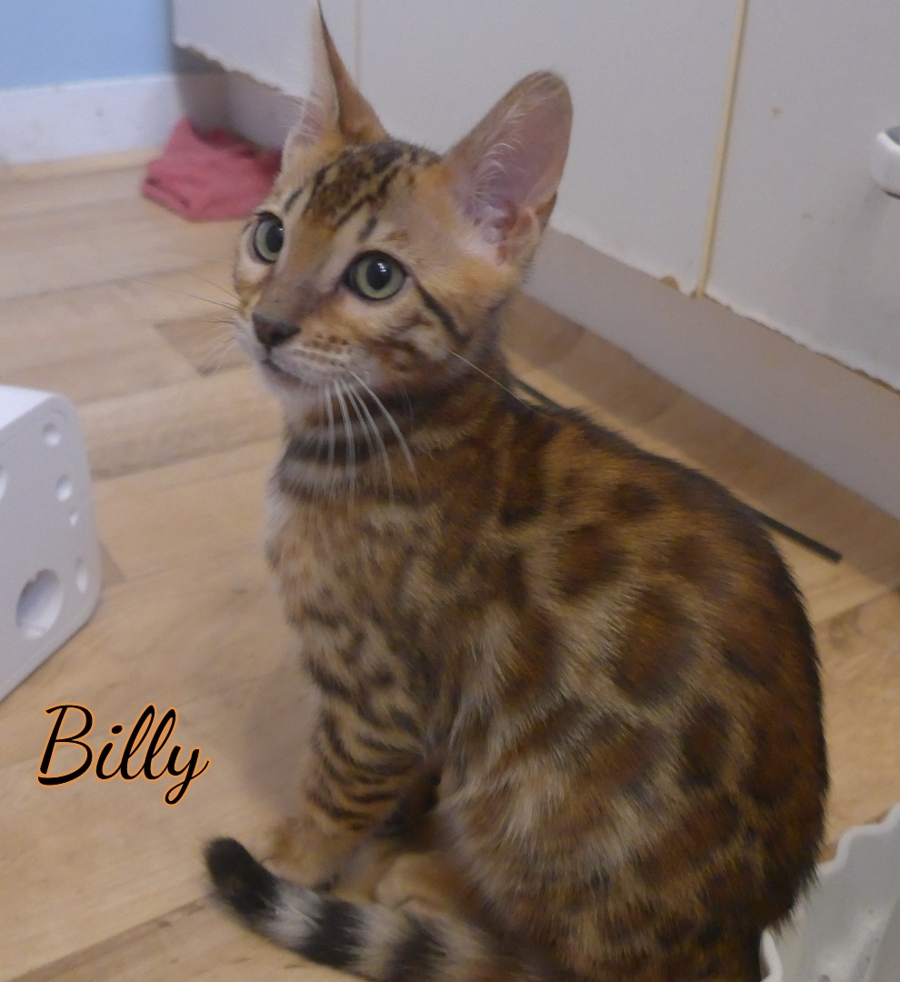 2020-03-19-Cupcake-BILLY-chat-bengal-de-3-mois-4