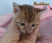 2020-01-24-Madeleine-chatte-bengale-de-1-mois-2