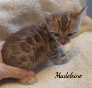 2020-01-31-Madelaine-chatte-bengale-de-7-semaines-1
