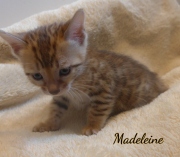 2020-01-31-Madelaine-chatte-bengale-de-7-semaines-2