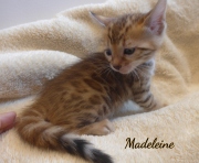 2020-01-31-Madelaine-chatte-bengale-de-7-semaines-3