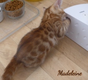 2020-02-25-Madeleine-chatte-bengale-de-8-semaines-1