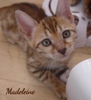 2020-02-25-Madeleine-chatte-bengale-de-8-semaines-3
