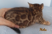 2020-01-24-Moka-chat-bengal-de-4-semaines-1