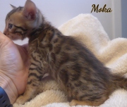 2020-01-31-Moka-chat-bengal-de-7-semaines-1