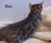 2020-01-31-Moka-chat-bengal-de-7-semaines-2