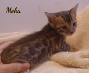 2020-01-31-Moka-chat-bengal-de-7-semaines-5