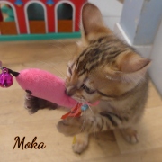 2020-03-06-Moka-chat-bengal-de-10-semaines-5