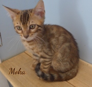 2020-03-19-Moka-chat-bengal-de-3-mois-1