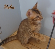 2020-03-19-Moka-chat-bengal-de-3-mois-2