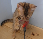 2020-03-19-Moka-chat-bengal-de-3-mois-3