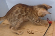 2020-03-19-Moka-chat-bengal-de-3-mois-4