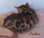 2020-01-24-Praline-chatte-bengale-de-1-mois-4