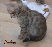 2020-02-25-Praline-chatte-bengale-de-8-semaines-2