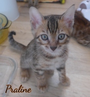 2020-02-25-Praline-chatte-bengale-de-8-semaines-3