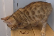 2020-03-06-Praline-chatte-bengale-de-10-semaines-1