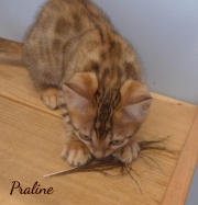 2020-03-06-Praline-chatte-bengale-de-10-semaines-2