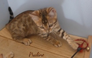 2020-03-19-Praline-chatte-bengale-de-3-mois-1