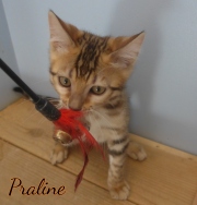 2020-03-19-Praline-chatte-bengale-de-3-mois-2